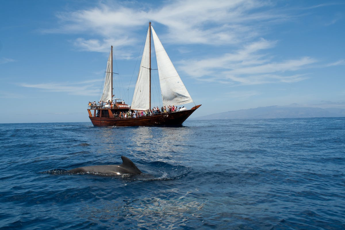 Side: Dolphin Island Boat Tour